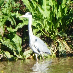 Ardea cinerea