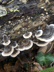 Trametes versicolor