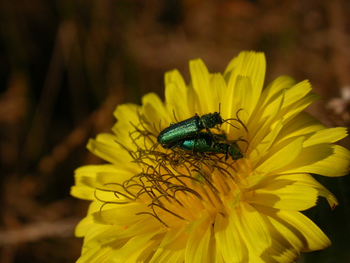 Psilothrix viridicoerulea