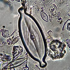 Caloneis amphisbaena