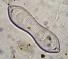 Surirella librile