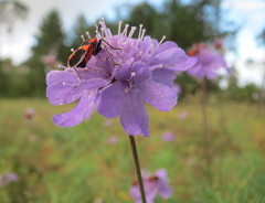 Tropidothorax leucopterus