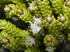 Helichrysum coralloides