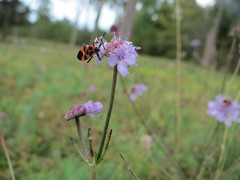 Tropidothorax leucopterus