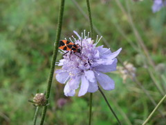 Tropidothorax leucopterus