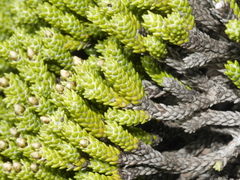 Helichrysum coralloides