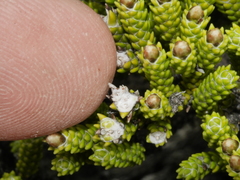 Helichrysum coralloides