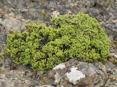 Helichrysum coralloides