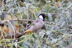 Pycnonotus leucotis