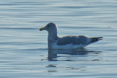 Larus argentatus × glaucescens