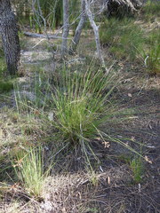 Fimbristylis ferruginea