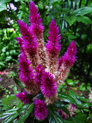 Celosia argentea plumosa