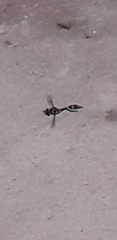 Dioprosopa clavata