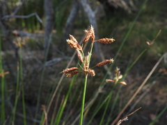 Fimbristylis ferruginea
