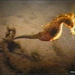 Observation photo