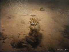 Hippocampus guttulatus