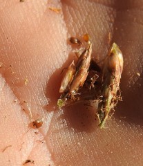 Fimbristylis ferruginea