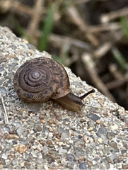 Polygyrinae