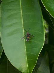 Sesiidae