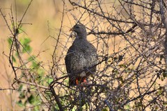Pternistis natalensis