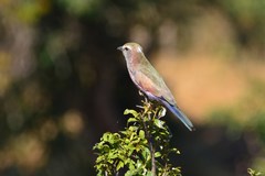 Coracias naevius mosambicus