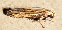 Spinitibia hodgesi