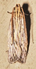 Spinitibia hodgesi