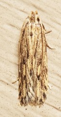 Spinitibia hodgesi