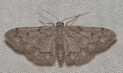 Idaea violacearia