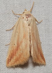 Amolita obliqua
