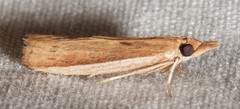 Peoria roseotinctella