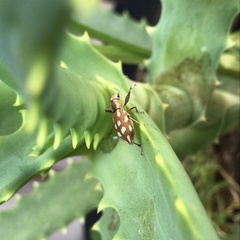 Naupactus bellus