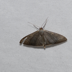 Idaea coercita