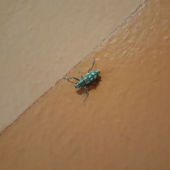 Naupactus bellus