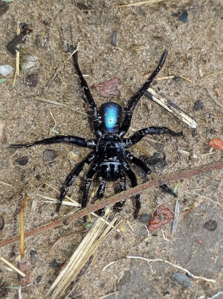 Actinopus candango Miglio, Pérez-Miles & Bonaldo, 2020