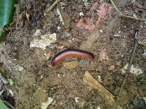 Centrobolus lugubris