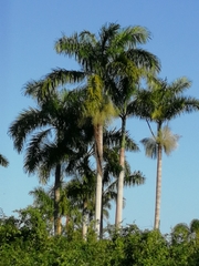 Roystonea dunlapiana