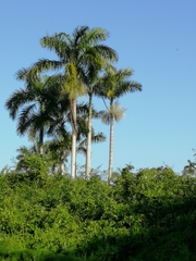 Roystonea dunlapiana