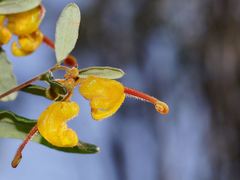 Grevillea chrysophaea