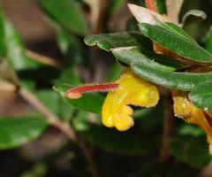Grevillea chrysophaea
