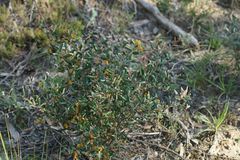 Grevillea chrysophaea