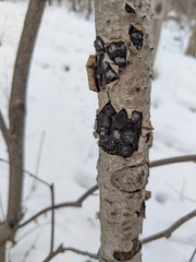 Biscogniauxia repanda