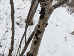 Biscogniauxia repanda