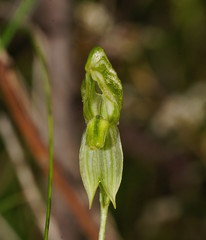 Pterostylis smaragdyna