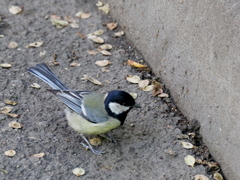 Parus major