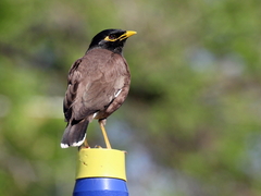 Acridotheres tristis