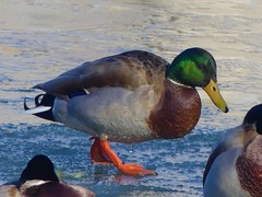 Anas platyrhynchos