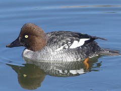 Bucephala clangula
