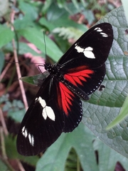 Heliconius doris dives