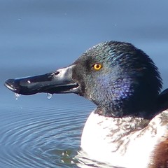 Spatula clypeata
